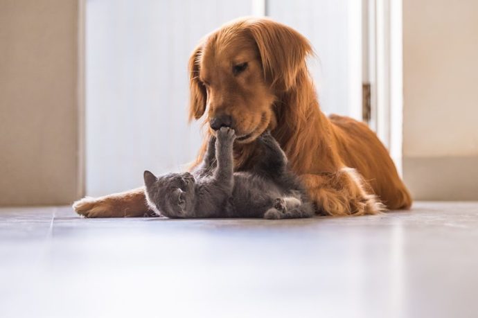 Köpeğim çok halsiz ve yemek yemiyor, ne yapmalıyım?