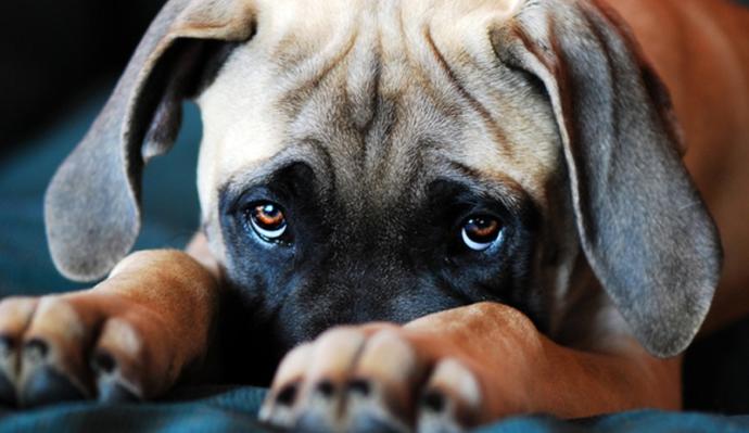 Antalyada köpeğe cinsel istismar, O anlar cep telefonu kamerasıyla görüntülendi. Neden böyleyiz?