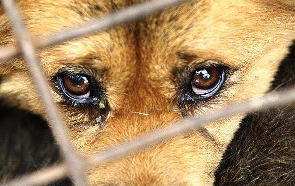 Antalyada köpeğe cinsel istismar, O anlar cep telefonu kamerasıyla görüntülendi. Neden böyleyiz?