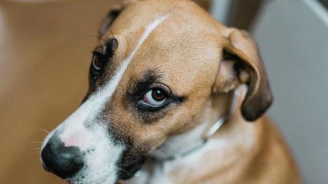 Antalya'da köpeğe cinsel istismar, O anlar cep telefonu kamerasıyla görüntülendi. Neden böyleyiz?
