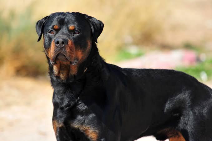 En iyi bekçi köpeği sizce hangisidir?