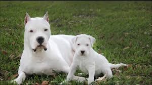 En iyi bekçi köpeği sizce hangisidir?