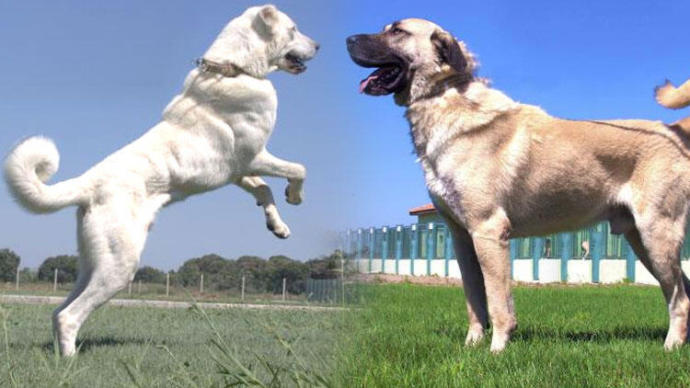 En iyi bekçi köpeği sizce hangisidir?