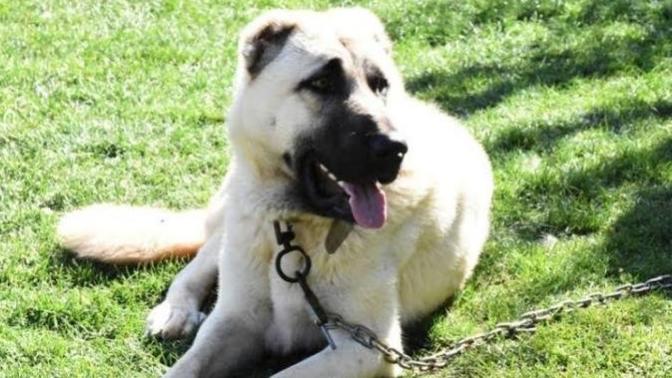 En iyi bekçi köpeği sizce hangisidir?