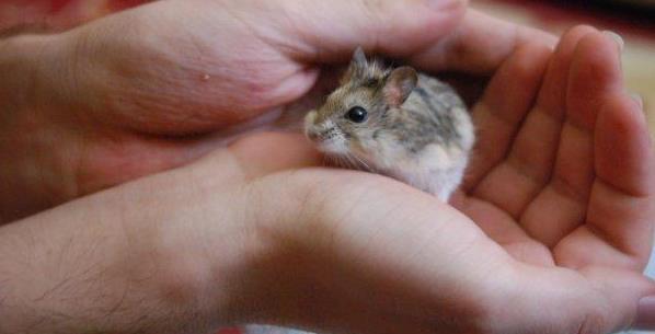 Evcil hamster türü tavsiye eder misiniz?