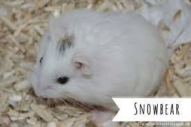 Evcil hamster türü tavsiye eder misiniz?