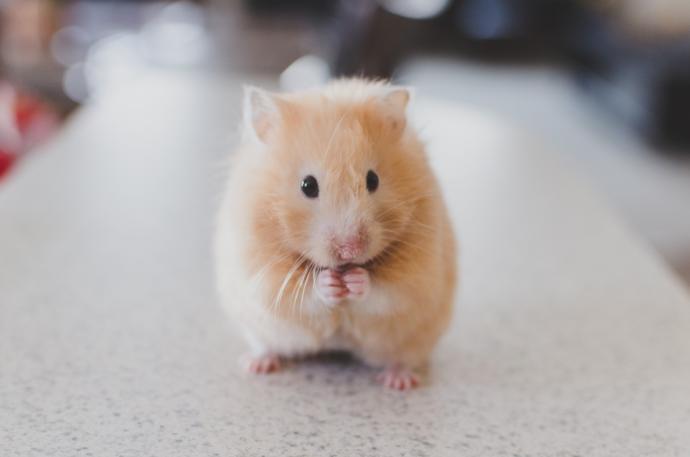 Evcil hamster türü tavsiye eder misiniz?