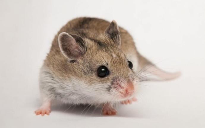 Evcil hamster türü tavsiye eder misiniz?