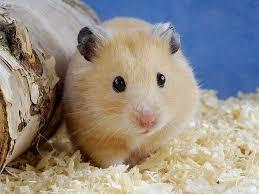 Evcil hamster türü tavsiye eder misiniz?