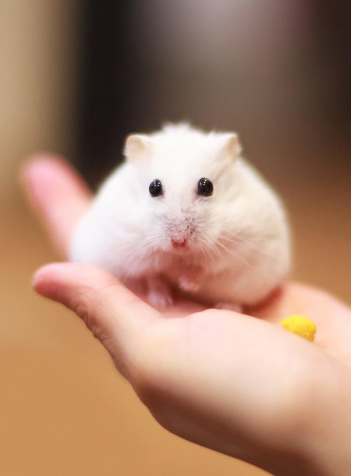 Evcil hamster türü tavsiye eder misiniz?