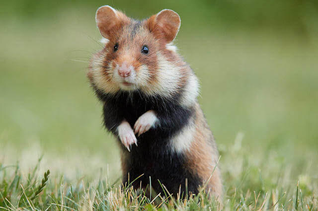Evcil hamster türü tavsiye eder misiniz?