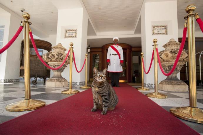 Süper lüks bir tatil olan beş yıldızlı kedi oteline kedinizi gönül rahatlığıyla bırakır mıydınız?