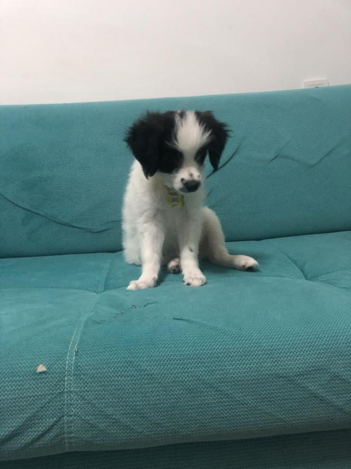Evde beslenebilecek köpek ırkları hangileri?