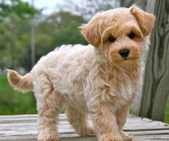 Maltipoo