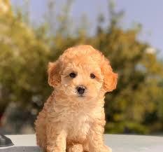 Toy poodle