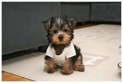 Yorkipoo