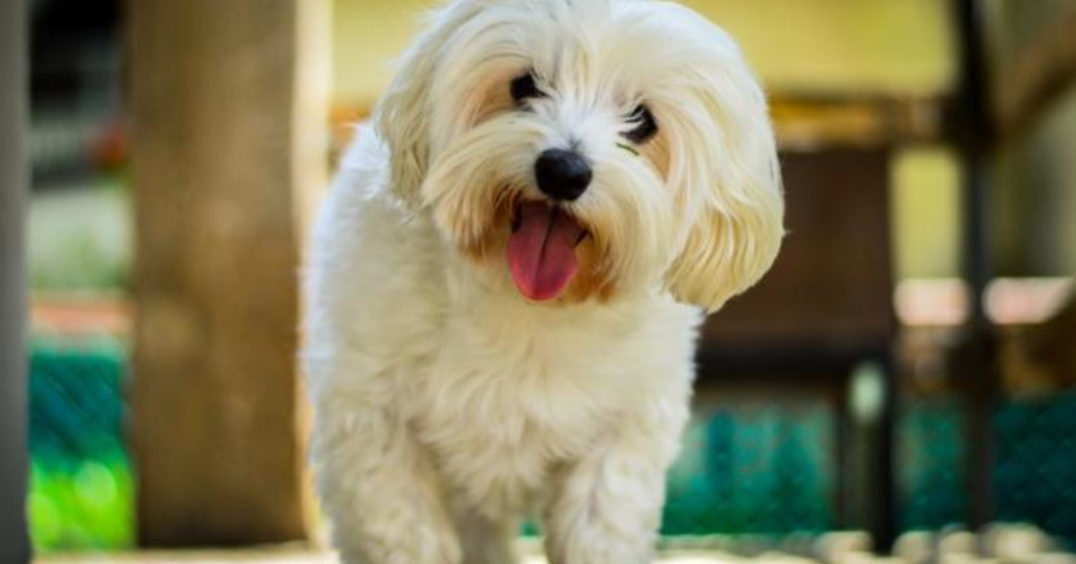 Evde beslenebilecek köpek ırkları hangileri? KizlarSoruyor