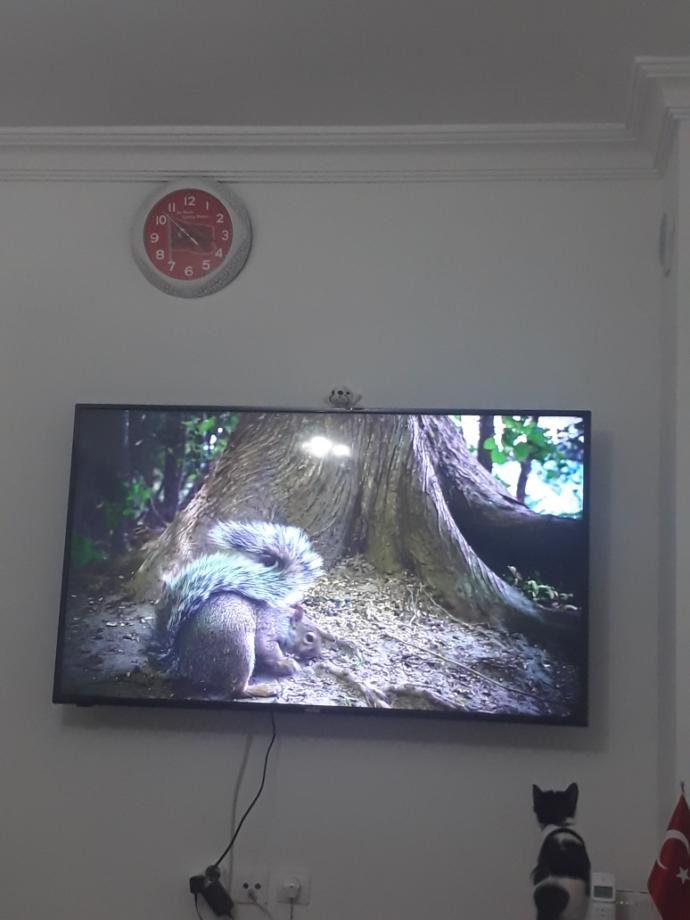 Kedim çok fazla tv izliyor zararı var mı?