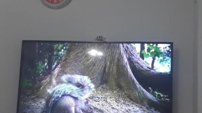 Kedim çok fazla tv izliyor zararı var mı?