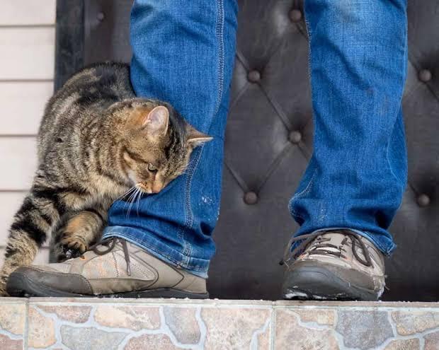 Ayaklarına dolanan bir kedi veya köpek olsa okşar mısınız?