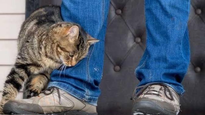 Ayaklarına dolanan bir kedi veya köpek olsa okşar mısınız?