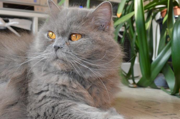 cins kedi alınacaksa british longhair tercih ederim
