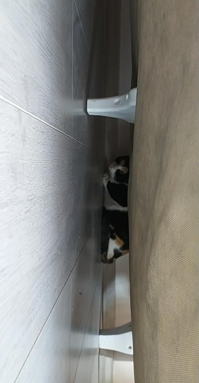 Kedim seslerden çok korkuyor ve koltuğun altına giriyor bu durumda ne yapmalıyım?