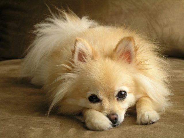 pomerian boo