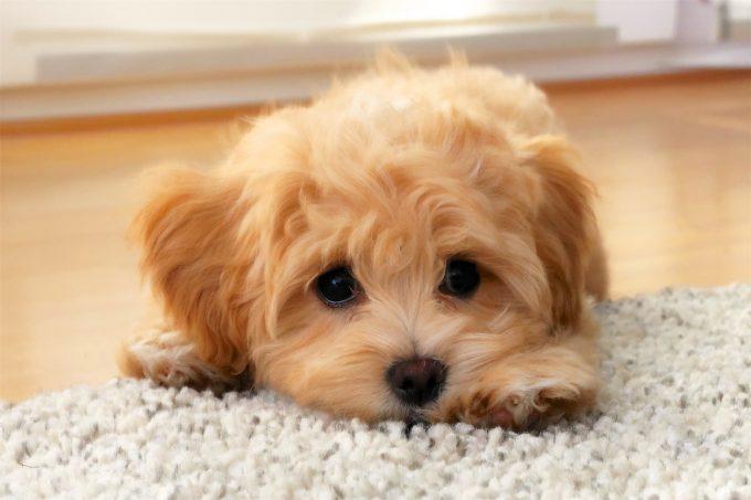 maltipoo