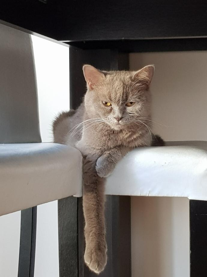 Arkadaşlar bu kedi çok kuduruk, nasıl düzelir?