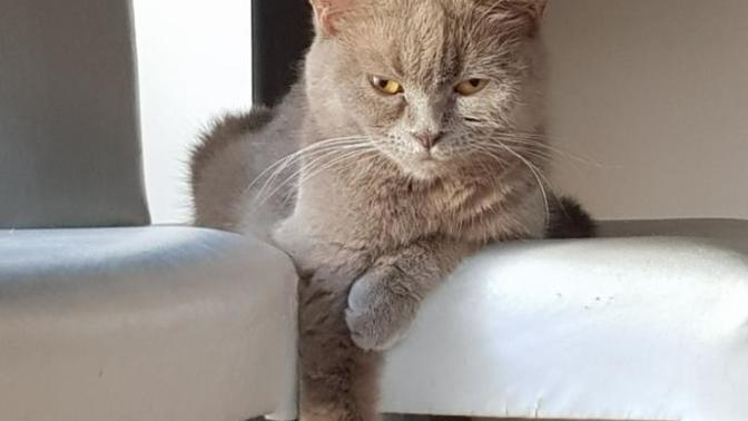 Arkadaşlar bu kedi çok kuduruk, nasıl düzelir?
