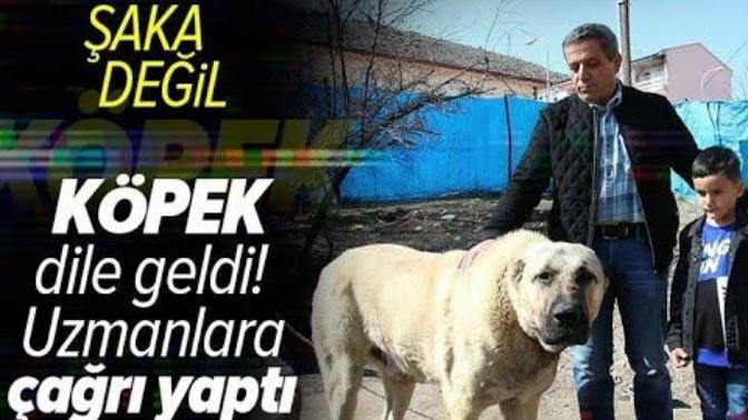 Konuşan köpek ''benim adım Ejder'' diyor. Daha neler göreceğiz?