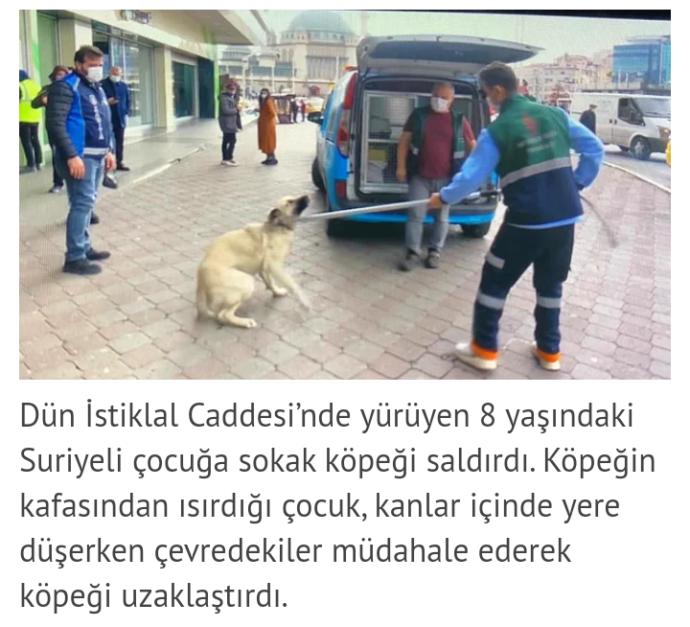 Küçük çocuğu köpek ısırdı, Beyoğlu Belediyesi minik dostumuz tweeti attı ama maalesef çocuk için değil. Ne düşünüyorsunuz?