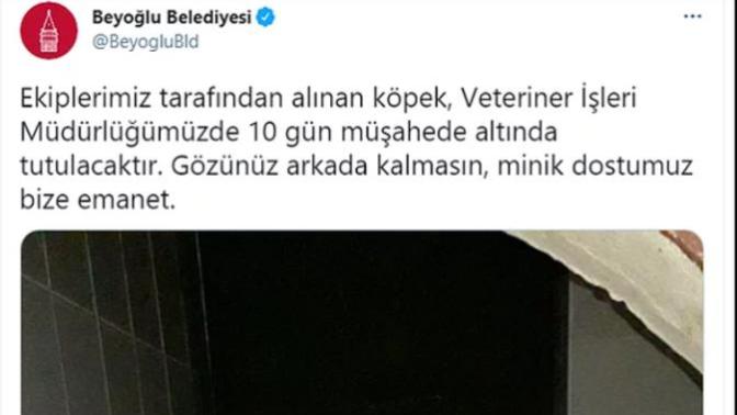 Küçük çocuğu köpek ısırdı, Beyoğlu Belediyesi minik dostumuz tweeti attı ama maalesef çocuk için değil. Ne düşünüyorsunuz?