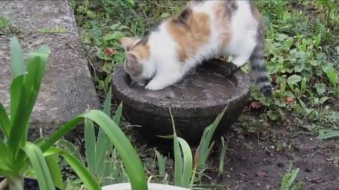 Kedi ulaşabildiği mundara ciğer mi der?