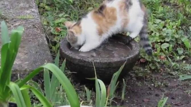 Kedi ulaşabildiği mundara ciğer mi der?