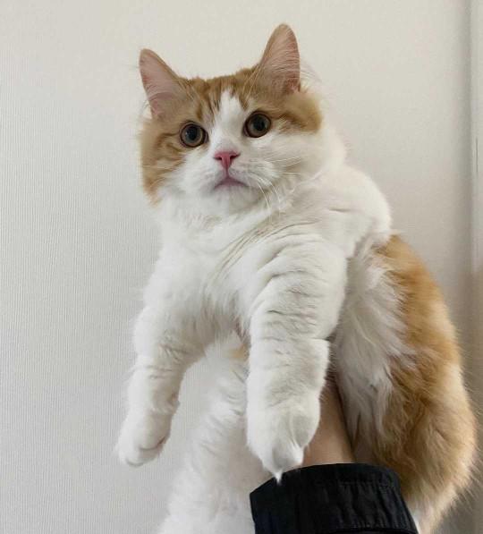 🐈❤minik prensesim nasil sizce?