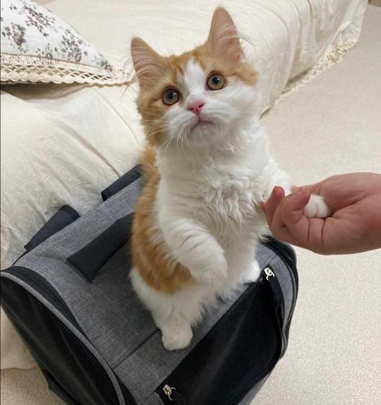 🐈❤minik prensesim nasil sizce?