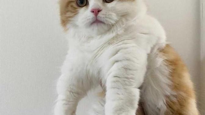 🐈❤minik prensesim nasil sizce?