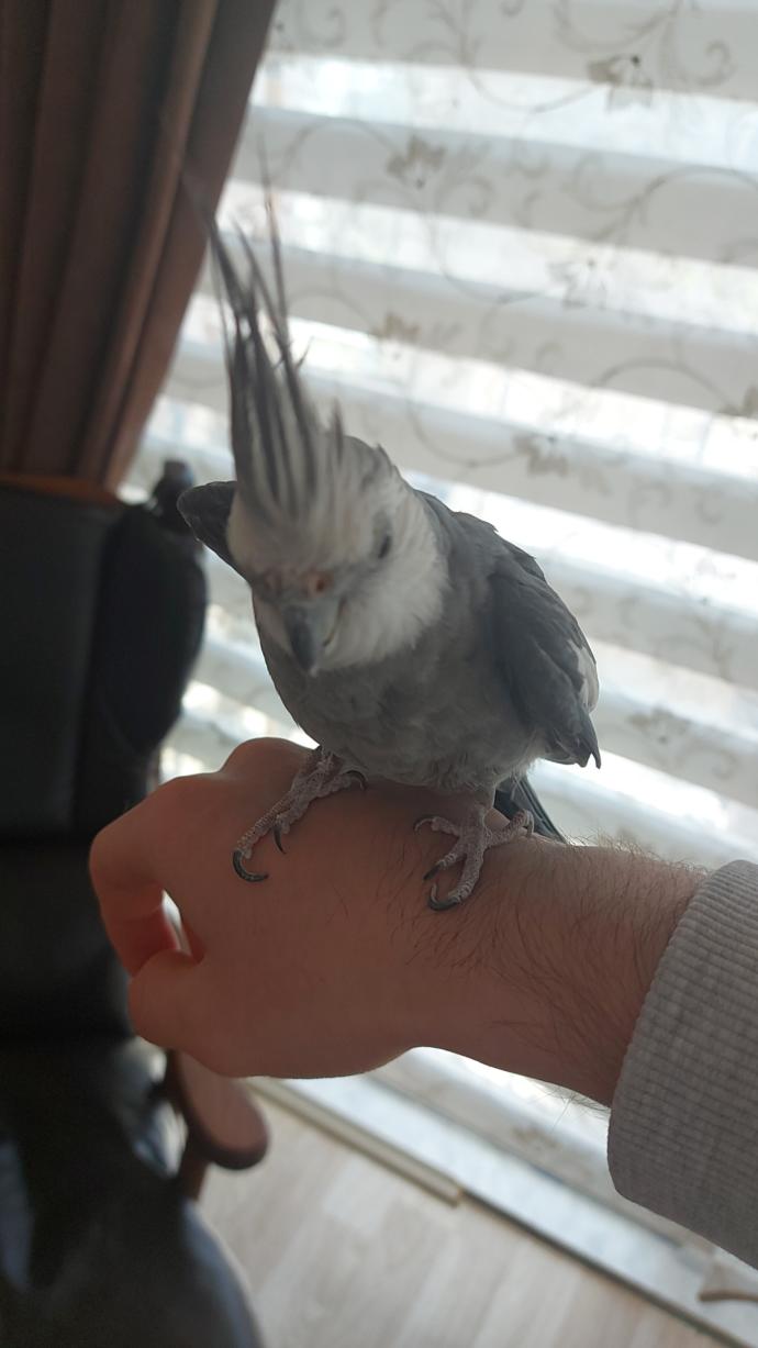 Buda benim yakışıklı oğlum Duman, yem yerken hep bir ayağını bi yemliğe diğer ayağınıda diğer yemliğe koyarak yem yer, yem yerken b