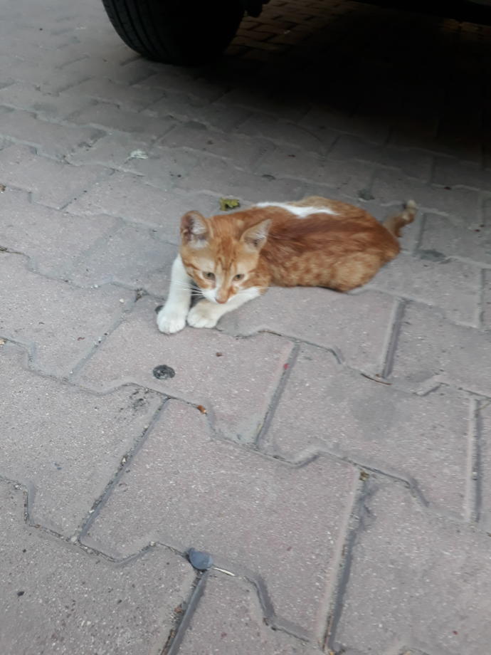 4  Nisan  Dünya Sokak Hayvanları Günü'nde baktığınız hayvanları bizimle tanıştırır mısınız?