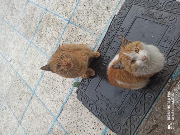 4  Nisan  Dünya Sokak Hayvanları Günü'nde baktığınız hayvanları bizimle tanıştırır mısınız?