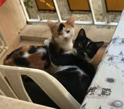 4  Nisan  Dünya Sokak Hayvanları Günü'nde baktığınız hayvanları bizimle tanıştırır mısınız?