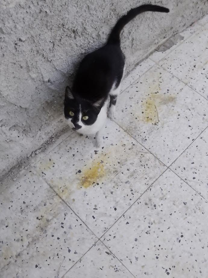 4  Nisan  Dünya Sokak Hayvanları Günü'nde baktığınız hayvanları bizimle tanıştırır mısınız?