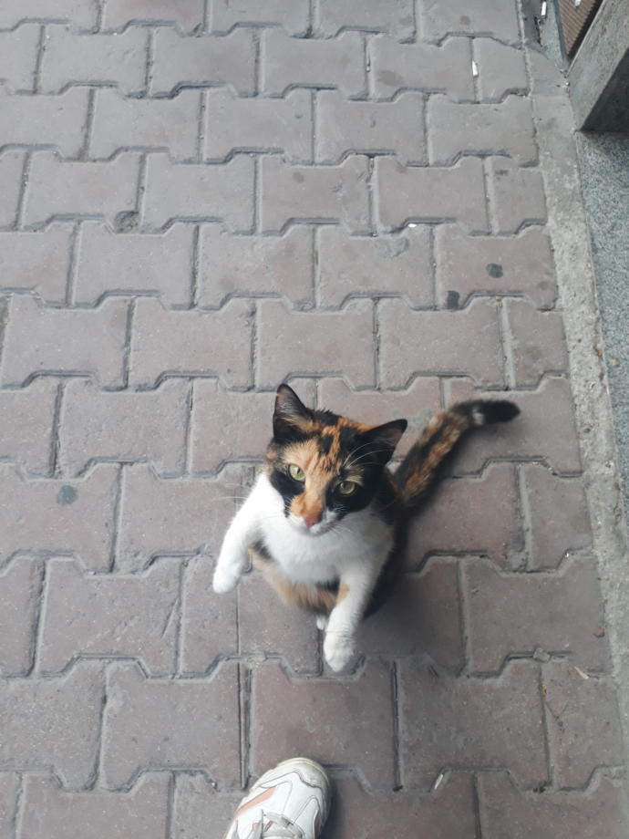 4  Nisan  Dünya Sokak Hayvanları Günü'nde baktığınız hayvanları bizimle tanıştırır mısınız?