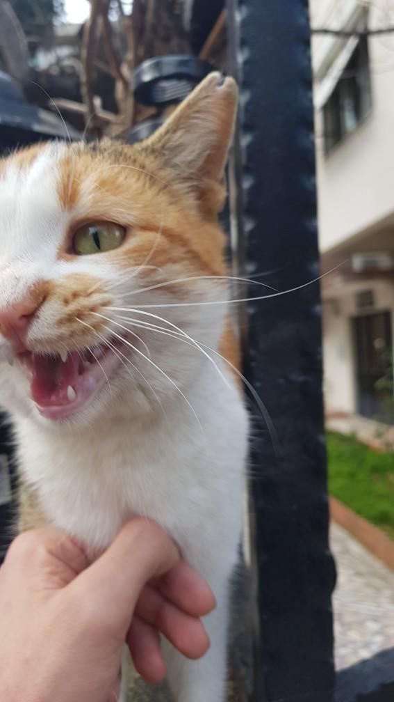 4  Nisan  Dünya Sokak Hayvanları Günü'nde baktığınız hayvanları bizimle tanıştırır mısınız?