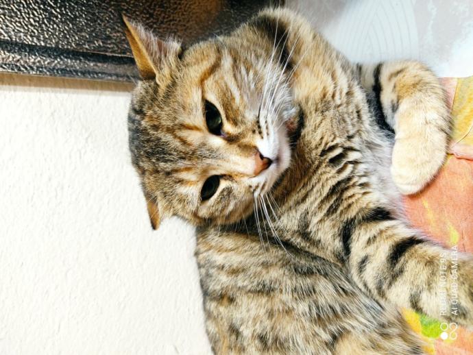 4  Nisan  Dünya Sokak Hayvanları Günü'nde baktığınız hayvanları bizimle tanıştırır mısınız?