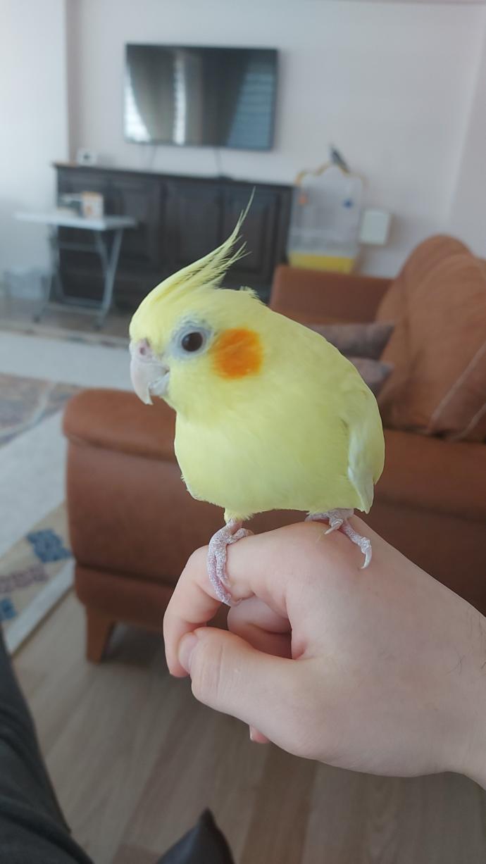Bu benim cadı kızım limon, hep cadılık yapar Duman ona cilve yapmaya kalkıştığında hemen gaga atarak onu susturur 😊