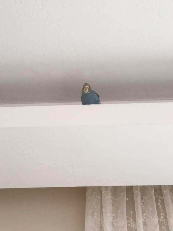 Bugüne özel evcil hayvanınızın fotoğrafını bırakır mısınız?
