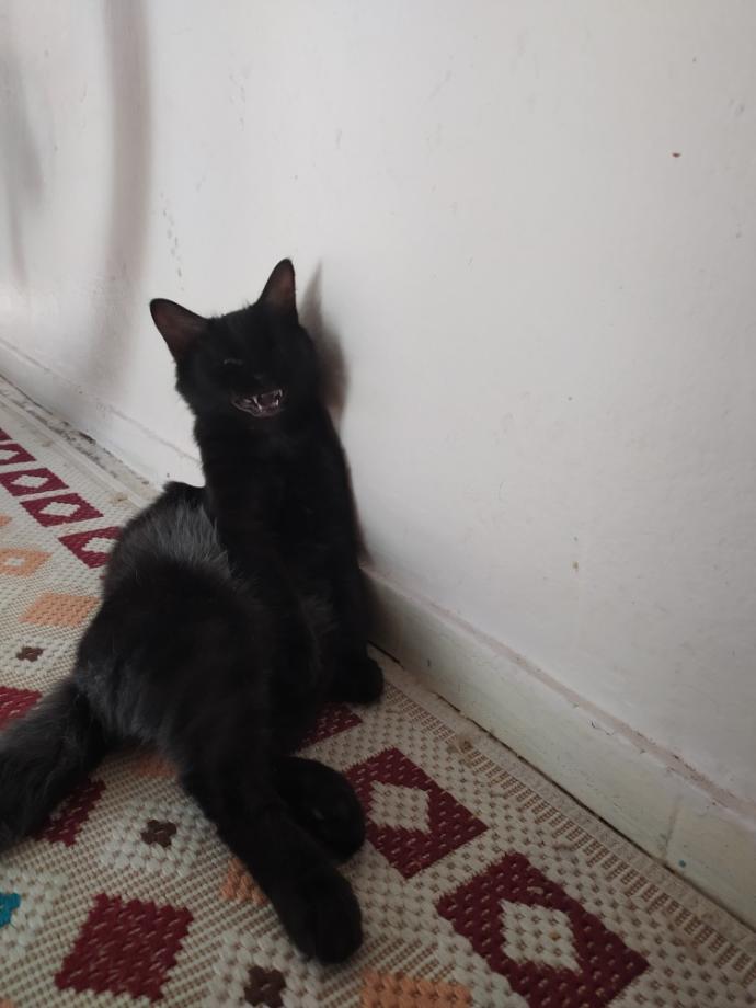Bugüne özel evcil hayvanınızın fotoğrafını bırakır mısınız?